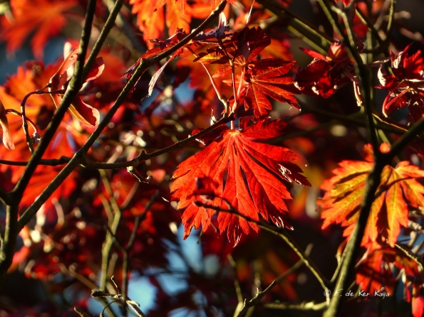 Eté indien au Bois des Moutiers 10